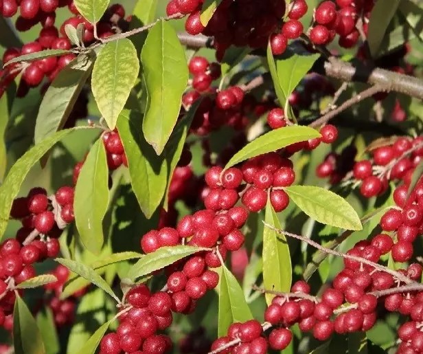 Elaeagnus multiflora - Hlošina mnohokvětá - goumi 